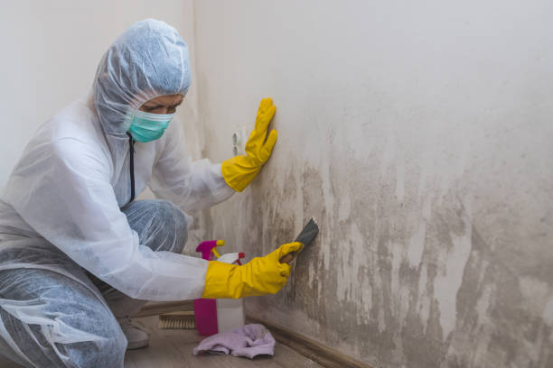Best Mold Prevention Services  in Frazee, MN