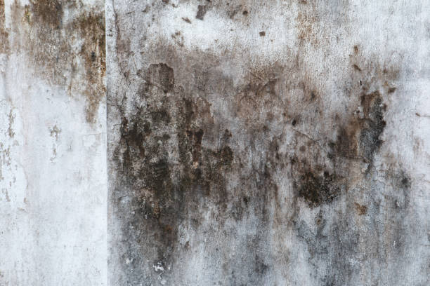 Trusted Frazee, MN Mold Removal Experts