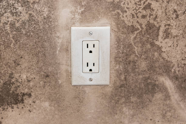 Best Commercial Mold Inspection  in Frazee, MN