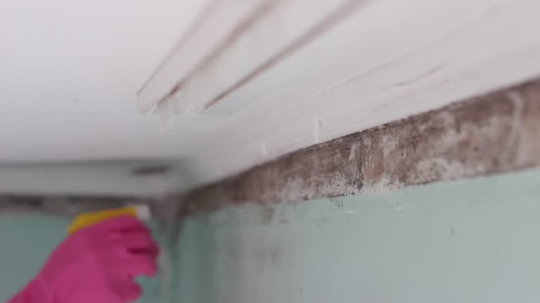 Best Emergency Mold Remediation  in Frazee, MN