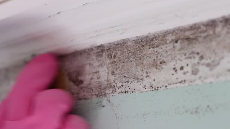 Best Attic Mold Removal  in Frazee, MN